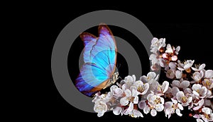 Bright blue morpho butterfly on white spring flowers. apricot blossom branch isolated on black. copy space