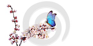 Bright blue morpho butterfly on white spring flowers. apricot blossom branch isolated on white. copy space