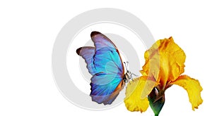Bright blue morpho butterfly on a yellow iris flower in water drops isolated on white. copy space