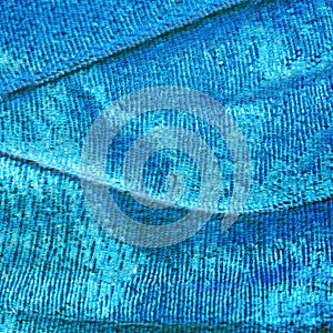 A fragment of a wing of the blue morpho butterfly, high magnification.