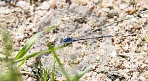 A Bright Blue Paiute Dancer Argia alberta Damselfly Perched Low on a Blade of Grass