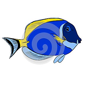 bright blue paracanthurus fish illustration