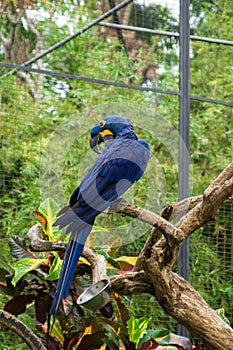 Bright blue parrot on a branch