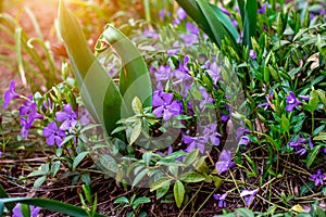 Bright blue periwinkle Vinca major flowers on green leaves background in the garden in spring season close up.