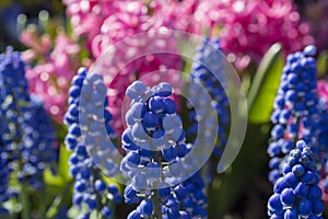 Bright blue and pink flowers