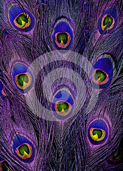 Bright blue and purple peacock feathers in a full frame image in a trendy design
