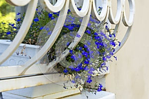 Bright blue-purple petunia flowers in pots on the windowsill outside the window, blue flowers on the windowsill