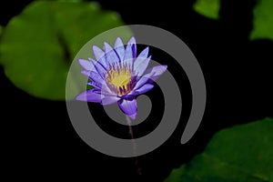 A bright blue purple water lily in the pool