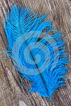 Bright blue quill