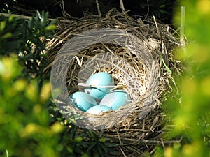 Bright blue Robin eggs in a hidden nest