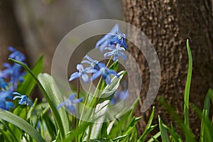 Bright blue Scilla . Spring primrose in the forest.