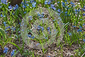 Bright blue Scilla . Spring primrose in the forest.