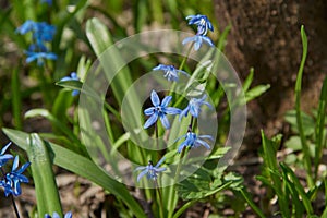 Bright blue Scilla . Spring primrose in the forest.