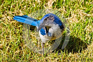 Bright Blue Scrub Jay