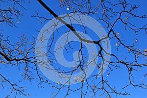 Bright blue skies as backdrop to tree branches with last of the season's leaves