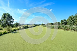 Bright blue sky above a Dutch polder canal covered with green duckweed, close to Rotterdam.