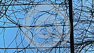 Bright blue sky as a background to geometry of tree branches. Abstract picture.