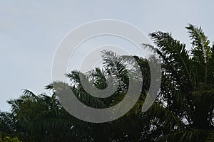 bright blue sky background with negative space or empty space decorated with unfocused palm tree leaves blowing in the wind