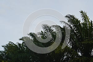 bright blue sky background with negative space or empty space decorated with unfocused palm tree leaves blowing in the wind