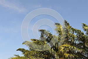 bright blue sky background with negative space or empty space decorated with unfocused palm tree leaves blowing in the wind