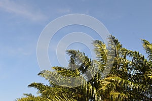 bright blue sky background with negative space or empty space decorated with unfocused palm tree leaves blowing in the wind