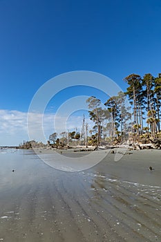 Bright blue sky and palmetto palm trees along the coastline, Hunting Island South Carolina, USA