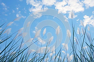Bright blue sky with reed flower Phragmites australis from below