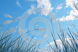 Bright blue sky with reed flower Phragmites australis from below