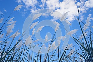 Bright blue sky with reed flower Phragmites australis from below