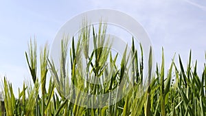 The bright blue sky and rich green barley field view.