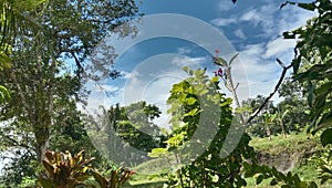 Bright blue sky and shady trees