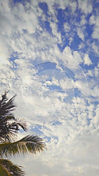 Bright blue sky on a sunny day with coconut tree on the rule of thirds.