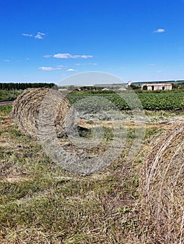 Bright blue sky, vegetables field, farm buildings and hay bales