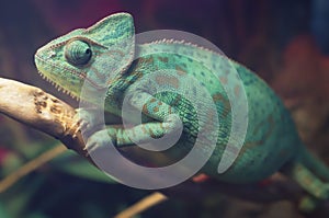 Bright blue spotted chameleon sitting on the branch. Veiled chameleon Chamaeleo calyptratus in terrarium. Close-up