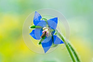 bright blue star borage flower on yellow-green natural background