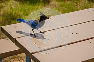 Bright blue Steller\'s Jay eating peanuts on picnic table