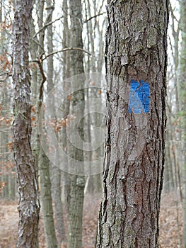 Bright Blue Trail Marker or Blaze on a Rough Barked Pine Tree in Winter