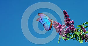 Bright blue tropical morpho butterfly on a branch of blooming lilac against the blue sky. purple lilac. copy space