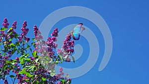 Bright blue tropical morpho butterfly on a bush of blooming lilac against the blue sky. purple lilac. copy space
