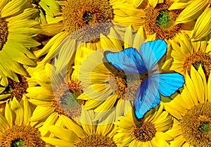 Bright blue tropical morpho butterfly on colorful sunflower flowers