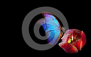 Bright blue tropical morpho butterfly on pink tulip in water drops isolated on black. copy space