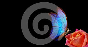 Bright blue tropical morpho butterfly on red rose in water drops isolated on black. copy space