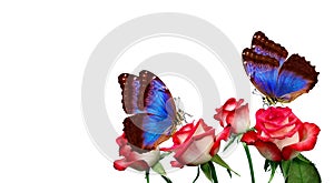 Bright blue tropical morpho butterfly on red rose in water drops isolated on white.