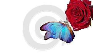 Bright blue tropical morpho butterfly on red rose in water drops isolated on white. butterfly on a flower. greeting card