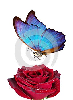 Bright blue tropical morpho butterfly on red rose in water drops isolated on white. butterfly on a flower. greeting card