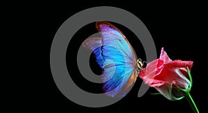 Bright blue tropical morpho butterfly on tender pink rose in water drops isolated on black. copy space