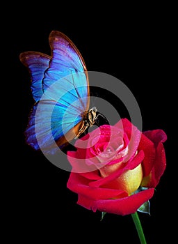 Bright blue tropical morpho butterfly on tender red rose in water drops isolated on black