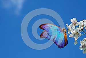 Bright blue tropical morpho butterfly on white flowers against a blue sky. white catalpa flowers and butterfly. butterfly on flowe