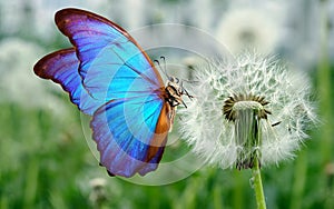 Bright blue tropical morpho butterfly on a white fluffy dandelion flower close-up. butterfly on a field of dandelions.