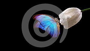 Bright blue tropical morpho butterfly on white tulip in water drops isolated on black. copy space. butterfly on a flower. greeting